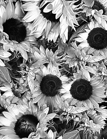 Sunflowersの写真素材
