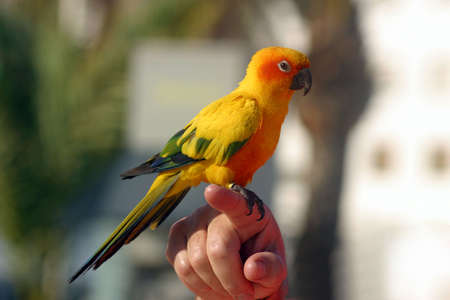 Parrotの写真素材