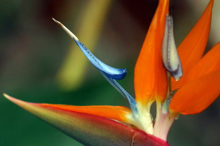 Bird of Paradise