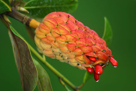 Bloomの写真素材