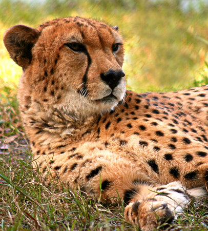 Cheetah