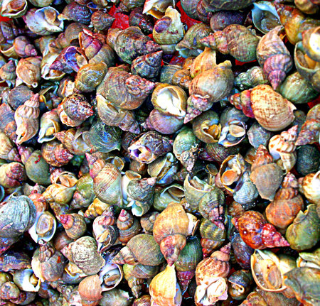 Sea Shells