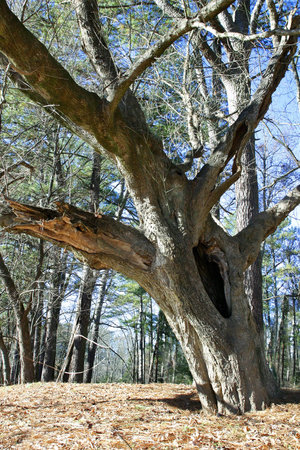 Tree Trunk