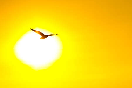 this is Silhouette of seagull flying with the sunset backgroundの写真素材