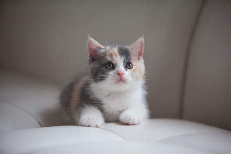 A kittenの写真素材