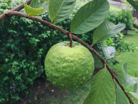 Guavaの素材