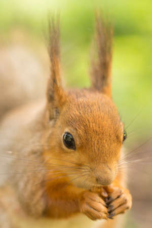 A squirrel chewing on a nut. Red squirrel close up.の写真素材