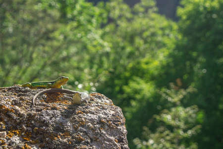 Two lizards on a stone. Reptiles bask in the sun.の写真素材
