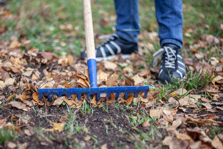 Harvesting leaves with a rake. Garden tools.の写真素材