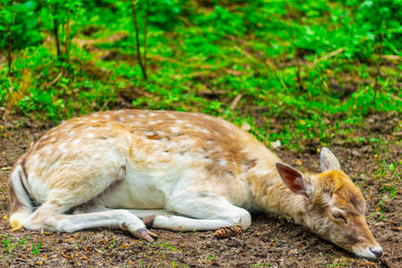 Deer in the wild. Spotted Doe.の写真素材