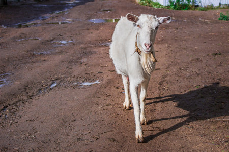 Goat on the farm. Goat hair of white color.