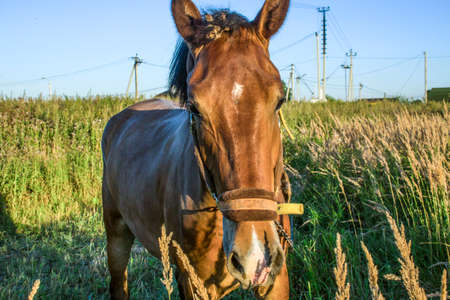 A horse is walking in the field.の写真素材