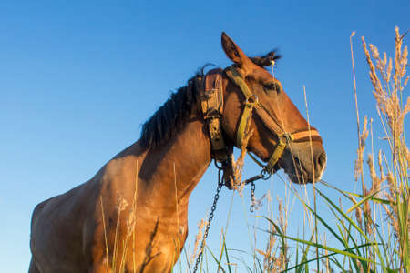 A horse is walking in the field.の写真素材