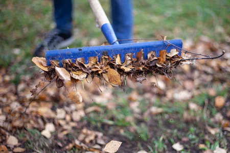 Harvesting leaves with a rake. Dry leaves are collected in the fall. Garden tools for cleaning the area. Blue rake with a pole. Work in the garden.の写真素材