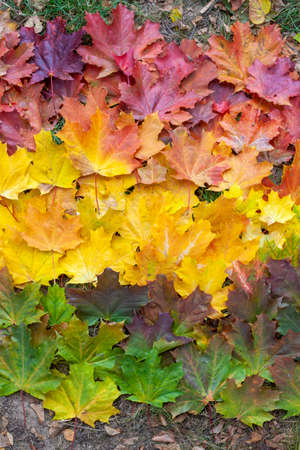 Gradient of autumn leaves of bright colors. Red, yellow and green tones.の写真素材