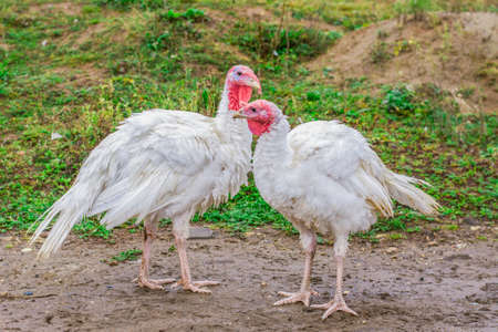 Turkey on the farm. White turkey is walking.の写真素材