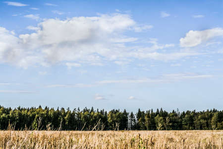 Forest on the horizon. Autumn landscape.の写真素材