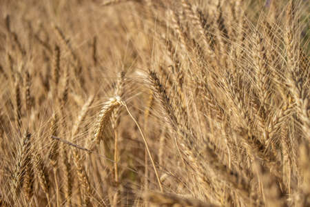 Wheat field on a sunny day. Golden wheat seeds.の写真素材