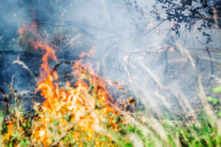 Fire in the forest. Grass burns and trees lie in ashes.の写真素材