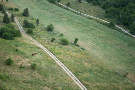 Horse in the field. Natural landscape in the early evening.の写真素材