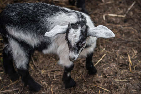 Goat on the farm. Goat hair of white color.の写真素材