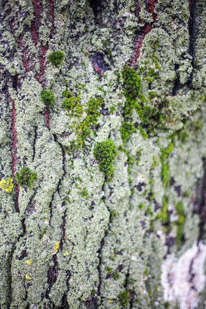 The texture of the moss on the tree. The combination of green in nature.