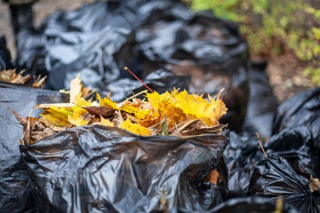 Harvesting dry leaves. Autumn restoring order.の写真素材