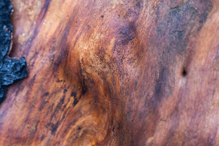 Wood texture. Wet tree without bark.