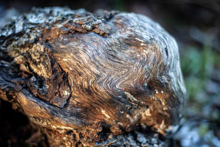 Wood texture. Wet tree without bark.の写真素材