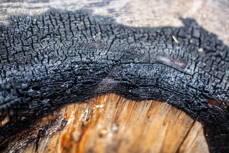 Burnt tree. Charred bark