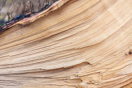 Wood texture. Wet tree without bark.の写真素材