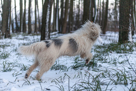 Dog with white hair for a walk in the forest. A cheerful and carefree dog runs in nature. Pet Health. True friend dog. Walking animals for money in the park.の写真素材