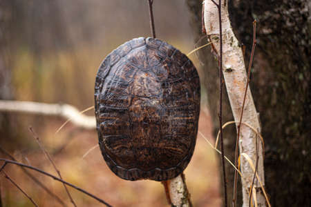 Turtle shell found in the forest. The land turtle left the shell. Autumn background with turtle skeleton.の写真素材