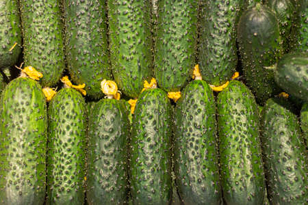 Background of cucumbers. Juicy vegetables are in a row. Texture of pimply vegetables from the market. Green color of edible products.の写真素材