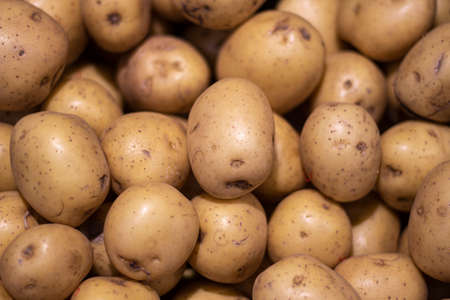 Potato in the tray. Background vegetables with a vegetable garden. Background french fries.の写真素材