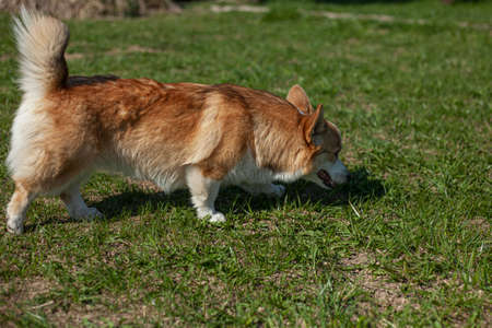 Cute korggi dog frolic on the lawn. Your pet for a walk. Red coat color. Camping your animal.の写真素材
