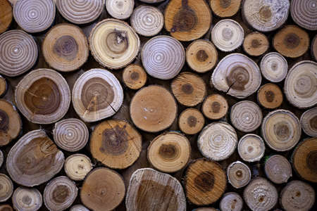 Saws of different species of wood. Background from logs sawn and assembled together. Texture of annual tree rings. Wall decoration under the forest style.の写真素材