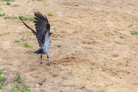 Crow in flight above the ground. A black bird flaps its wings. The black raven instills mystical...