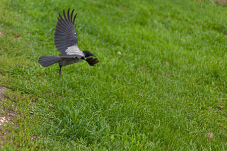 Crow in flight above the ground. A black bird flaps its wings. The black raven instills mystical fear. Bird devastating agriculture.の写真素材