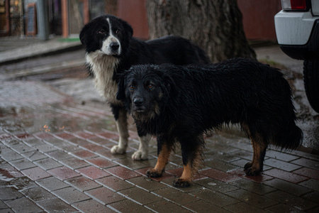 A stray dog is wandering on the street. A cute dog is looking for a master. Poor thing freezes in the city. The four-legged friend does not know the affection of people. Missing pet. Malfunction is looking for food.の写真素材