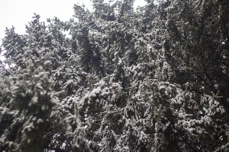 Spruce forest in winter. Tall trees. The texture of the branches of a magnificent spruce. Background forest in cold weather. Snowy spruce. Beauty of nature.の写真素材