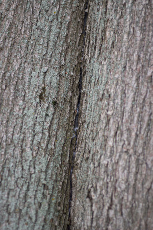 Tree bark close-up. The texture of the surface of the tree is covered with puncture. Natural...