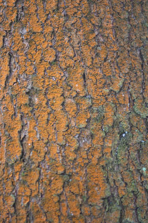 Tree bark close-up. The texture of the surface of the tree is covered with puncture. Natural background. Blank for text on the theme of ecology and natural objects. Forest theme.の写真素材
