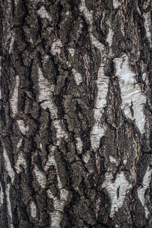 Tree bark close-up. The texture of the surface of the tree is covered with puncture. Natural background. Blank for text on the theme of ecology and natural objects. Forest theme.の写真素材