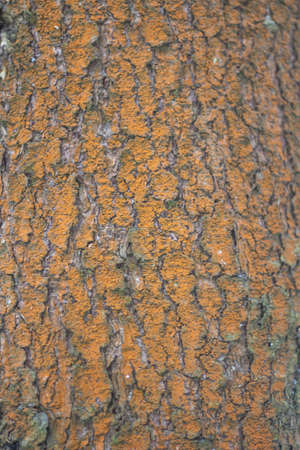 Tree bark close-up. The texture of the surface of the tree is covered with puncture. Natural background. Blank for text on the theme of ecology and natural objects. Forest theme.の写真素材