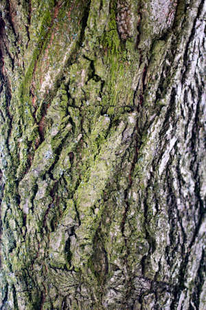 Tree bark close-up. The texture of the surface of the tree is covered with puncture. Natural background. Blank for text on the theme of ecology and natural objects. Forest theme.の写真素材