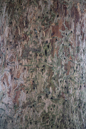 Tree bark close-up. The texture of the surface of the tree is covered with puncture. Natural...