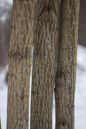 Tree bark close-up. The texture of the surface of the tree is covered with puncture. Natural background. Blank for text on the theme of ecology and natural objects. Forest theme.の写真素材