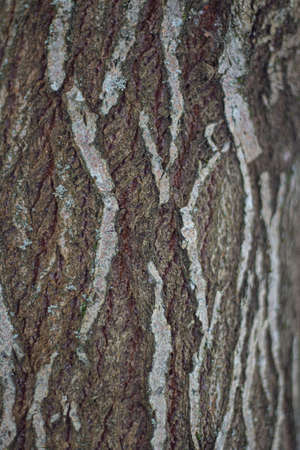 Tree bark close-up. The texture of the surface of the tree is covered with puncture. Natural background. Blank for text on the theme of ecology and natural objects. Forest theme.の写真素材