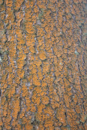 Tree bark close-up. The texture of the surface of the tree is covered with puncture. Natural background. Blank for text on the theme of ecology and natural objects. Forest theme.の写真素材